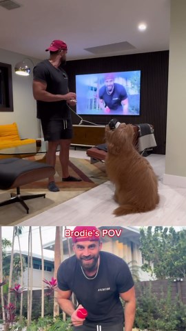 First dog to try Apple Vision Pro! #goldendoodle #apple #visionpro