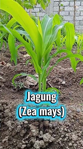 Jagung (Zea mays)