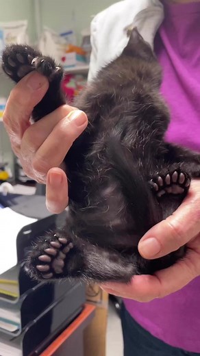 Thanks to Animal Outreach of the Mother Lode for letting us share these AMEOWZING mini panther beans! 😍🖤🐾#toebeans #toebeantuesday #cutekitten #minipanther #blackcats #kitten #kittensofinstagram #polydactyl #fyp | Cole & Marmalade
