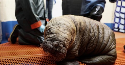 Nature:This Tiny Walrus Will Melt Your Heart Season 44 Episode 1