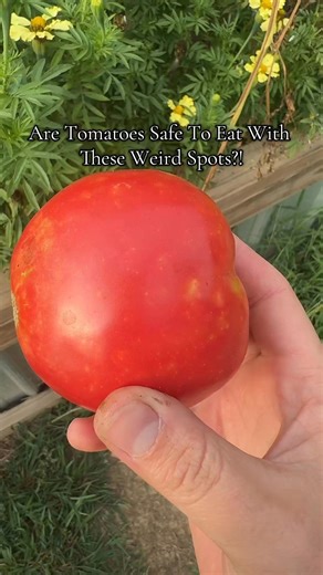 10K views · 47 reactions | These little shield-shaped pests pierce...