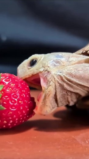 Turtle Eating Strawberry ASMR