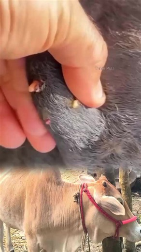 #AnimalCare #PetCare #VetMed #AnimalRescue #WildlifeRescue