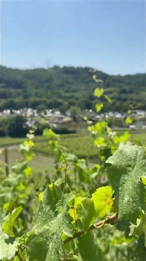 Vineyards & Yacht Harbor in the Sun ☀️