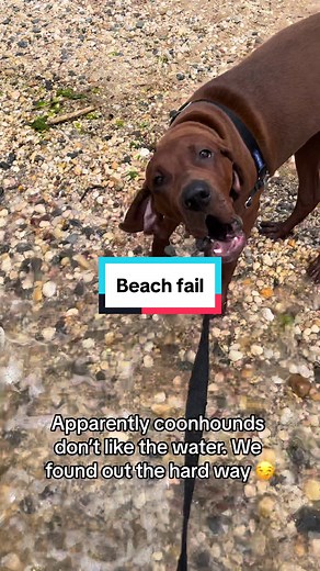 Funny Redbone Coonhound Beach Fail Compilation