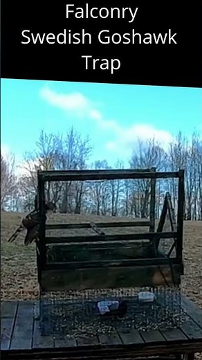 Falconry Swedish Goshawk Trap in action