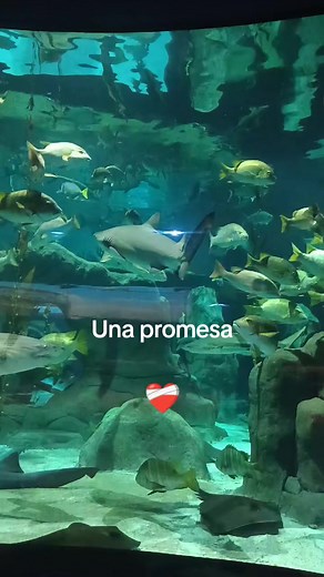 Videos de cinderella 👑 (@princesacinderella) con “sonido original - MV RAP”