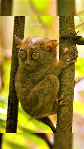 44K views · 523 reactions | Tarsier Looking Around #nature #wildlife #cute #tarsier #looks #eyes #googly #primate #tree HA21370 | HAWI Studios | Facebook