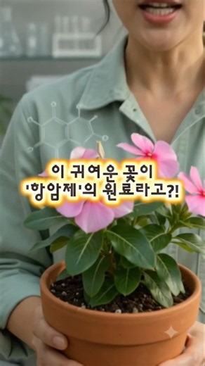 매일 피는 '일일초'의 소름 돋는 비밀? (항암제 원료라고?!) #항암제원료 #일일초 #사계꽃 #shorts