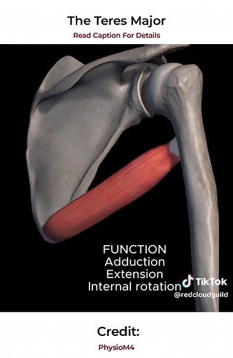 Understanding the Anatomy of the Teres Major Muscle
