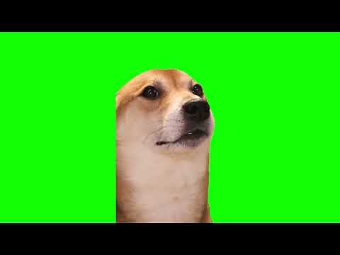 Green Screen Dancing Dog Meme