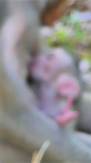 Newborn Levi has only age 4 days old get milk from Libby after get discipline already ! #monkey #abandoned #babymonkey #wildlife #macaque #newborn #babymonkey🐒❤️️justlove #wildmonkey