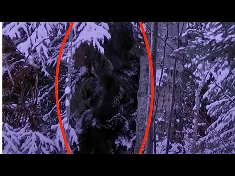 Elk Hunter Records Video Of Bigfoot In The Winter Forest