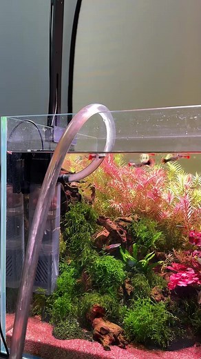 Innovative Aquarium Filters That Change Water Efficiently