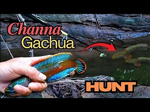 Catching Channa Gachua for my Aquarium 🐠🐟 Most colourful Dwarf Snakehead 🐲 #channa #snakehead