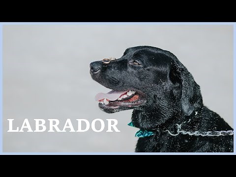 Labrador barking at a strange dog