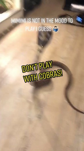 #cobra #snake #snakes #reptiles #venomous #animals #animalsoftiktok #pet #pets #petsoftiktok #cutepets #python #lizard #schlange #gift #🐍