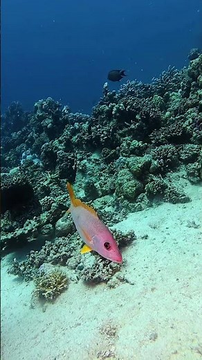 Lutjanidae #fish #divng #scubadiving #egipt #gopro #nature #travel
