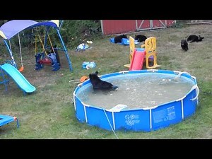 A bear family takes a dip in our pool - Part III