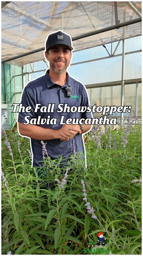 Smith's Gardentown in WF, TX on Instagram: "Mexican Bush Sage is showing off right now 💜🌿 Tall purple velvet blooms, pollinator magnet, and tough as Texas heat. Perfect for adding that wow factor to your fall garden! 🦋🐝 #smithsgardentown #mexicanbushsage #salvialeucantha #pollinatorgarden #fallblooms #texasgardening"