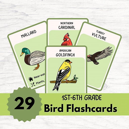 Backyard Bird Flashcards: Printable Bird ID Cards, Montessori Homeschool (PDF Download) - Etsy