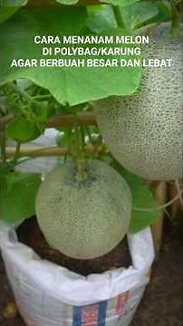 HOW TO PLANT MELON IN POLYBAGS #melon