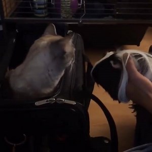 When I met a guinea pig @white_coffee_cat @nala_cat_store @shannonellisdesigns www.nalacat.com | Nala_cat