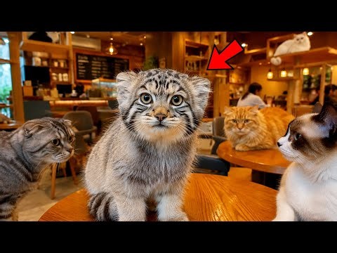 A Tiny Pallas’s Kitten Walked Into a Cat Café… The Cats Were NOT Ready 😳🐾