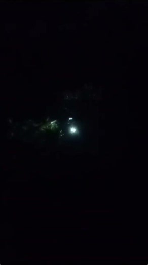 Night Insect Sounds | 40s Preview 🌙
