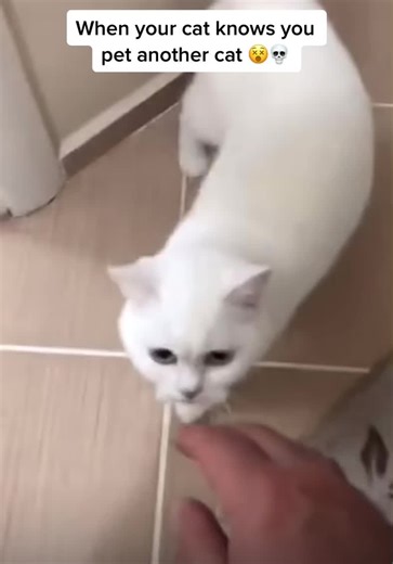 Jealous Cat Reacts to Seeing Another Cat