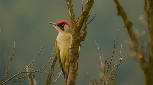 Bird Sounds – Green Woodpecker (Picus viridis)