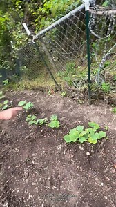 Garden updates with Dad! He grows white half runner green beans, honey select corn, 2 kinda of cucumbers, 5 kinds of tomatoes, lots and lots of onions, and more! #suppertimeinappalachia #gardentok #gardening #growyourownfood #dadsoftiktok #countrylife #daddysgirl #dadlife #dad #mygarden | Watch Kitty Shrink