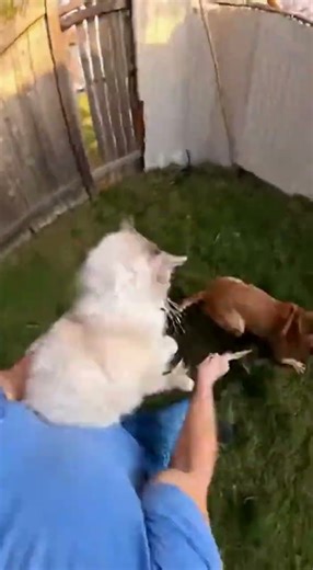 Watch as a dog attacks a cat in this shocking encounter!
