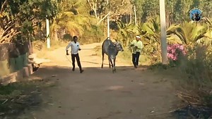 156K views · 9.8K reactions | Hallikar Bull Calf | Cattles of India | Facebook