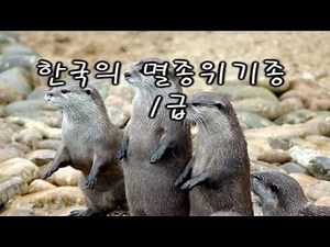 한국의 멸종위기종 (1급)