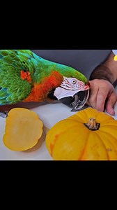 Harlequin Macaw sees a pumpkin for the FIRST time! | Marlene Mc'Cohen