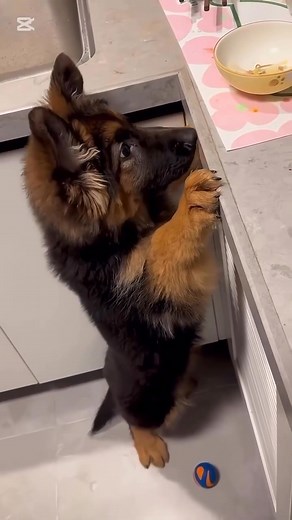146K views · 6K reactions | #german_shepherd #dog #germanshepherd #bestdog #lovedogs #dogs #truelovedog #beautifuldog #smartdog #creazydog #doglife #deutschlanddog #lovedog #newdog #funnydogs #gsddaily #gsdpuppy #gsdnation #gsdoftheworld #germanshepherdsofinstagram #germanshepherdworld #gsdforlife #gsddogs #gsdloverss #gsdcommunity #germanshepherdpuppy #liketime #likesforlike #followme #followforfollowbackalways | Melissa Cauthen | Facebook
