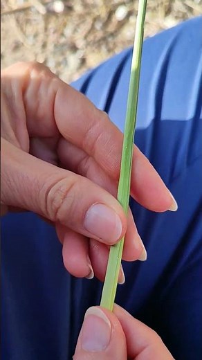 Cómo hacer una trompeta con hojas de caña