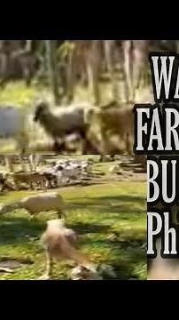 WAHIMAN FARM GOATS | BUKIDNON PHILIPPINES