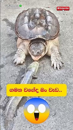 ගමන වගේද බං වැඩ 😱⚠️⚠️ #motivation #quote #inspire #girls #boys #woman #women