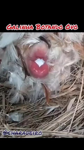 Galinha Botando Ovo. Registro do momento exato da galinha botando um ovo. Como a Natureza é Perfeita! #comedia #comedyvideo #galinha #ovo #meme #parecemasnaoé #pareceverdade #curiosidades #piada #joke #charadeiro