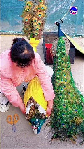 Beautiful Pied Peacock in the Wild #peafowl #peacock #shorts