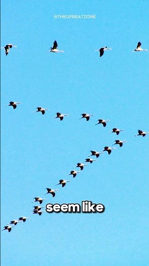 Why Birds Fly In ‘V’ Formations 🤔