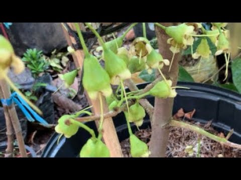 Giống cây ăn quả LH:@939/68/68/94