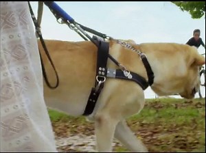 Southeastern Guide Dogs TV Spot, 'A Dog I'm Not'