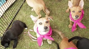 990 reactions · 165 shares | After tallying all the fan likes, shares and plays, we are delighted to announce that we raised 29, 198 bowls of Eukanuba for Pet's Haven Animal Shelter through #PlayFetch! We are so excited to help them with over a year's worth of superior nutrition to help them transform every abandoned pet to the best that they can be and find their forever home. A very big thank you to everyone who helped contribute during #PlayFetch! | Eukanuba Australia | Facebook