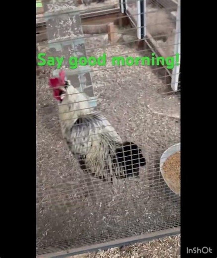 Worlds Loudest Rooster named Skitzo crows good morning to everyone #rooster #chicken #animals #farm