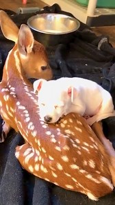 Baby deer & puppy snuggling together 🤗🥰 | Animal Stories