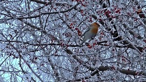 Bird, Waxwing, Winter. Free Stock Video
