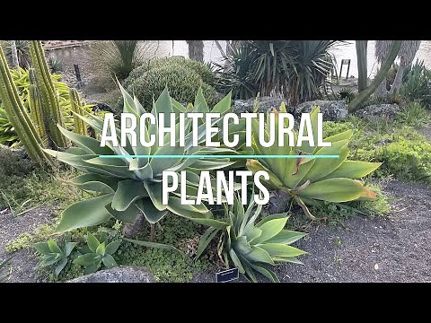 Architectural Plants Wow Plants